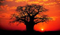 Baobab L'Erbolario Uomo 1 AGHD srl